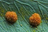 Sores, sporanges et spores